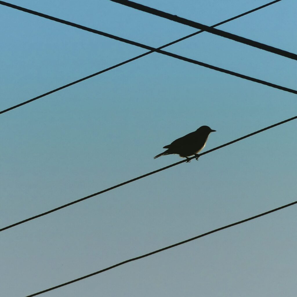 A silhouette on a bird on a wire with other wires criss-crossing with a light blue background