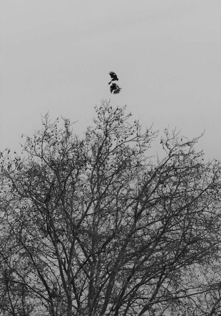 Two currawongs circling each other at the top of a leafless tree