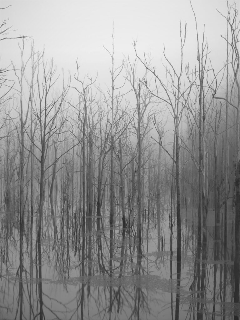 Dead trees that have been flooded, they are reflected but where the reflection starts and where the trees begin is unclear